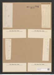 Nitzschia vitrea var. recta (Hantzsch.) V. H. (de-Toni-Nr.: Genus 47, Species 2112) Zeichnungen Sammlung Grunow Nr. 4234 (NHMW-BOT-W0372192)